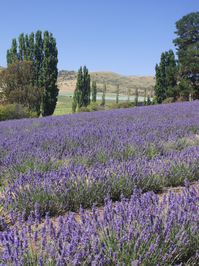 Essential oils of Tasmania - Lavender