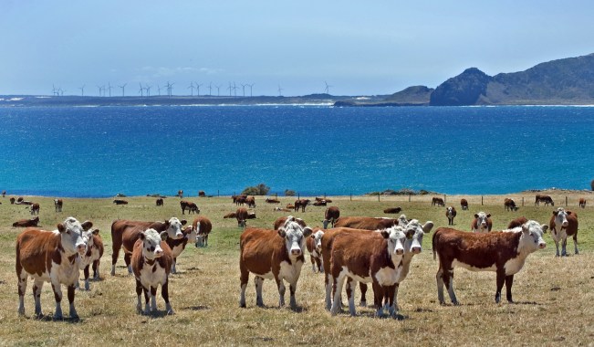 Livestock at Woolnorth with wind farms in the background, part of the push for China. 