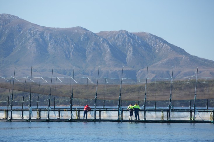 Huon Aquaculture employees tending to a fortress pen 