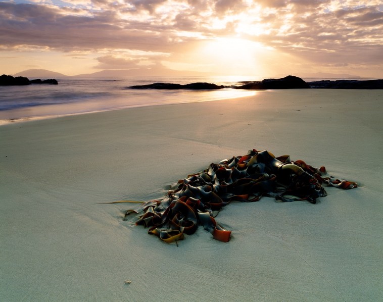 Marinova use locally sourced materials such as this beachcast seaweed from a Tasmanian beach.