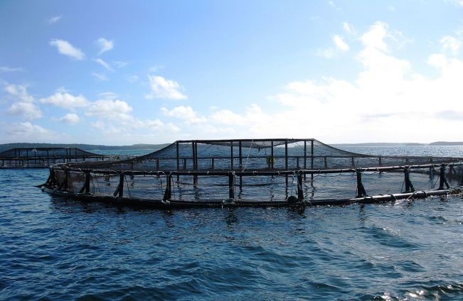 An_aquaculture_pen_in_the_ocean_off_the_coast_of_Maine