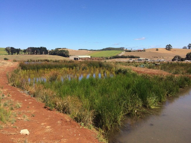The wetland treatment system designed by Syrinx Environmental at the Burnie Waste Management Centre.